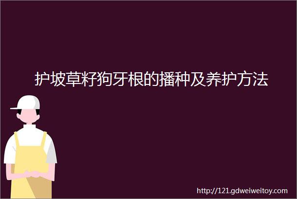 护坡草籽狗牙根的播种及养护方法